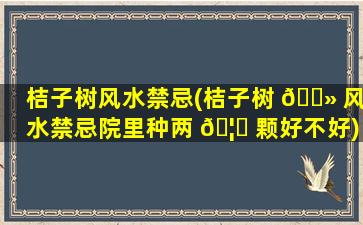 桔子树风水禁忌(桔子树 🌻 风水禁忌院里种两 🦟 颗好不好)